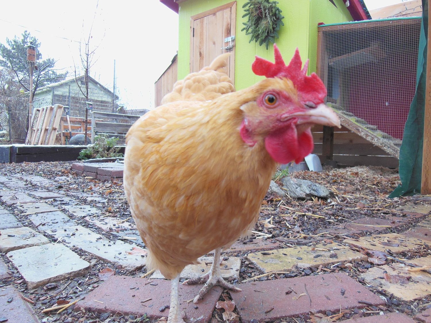 Meet the Hennies! BackYard Chickens Learn How to Raise Chickens