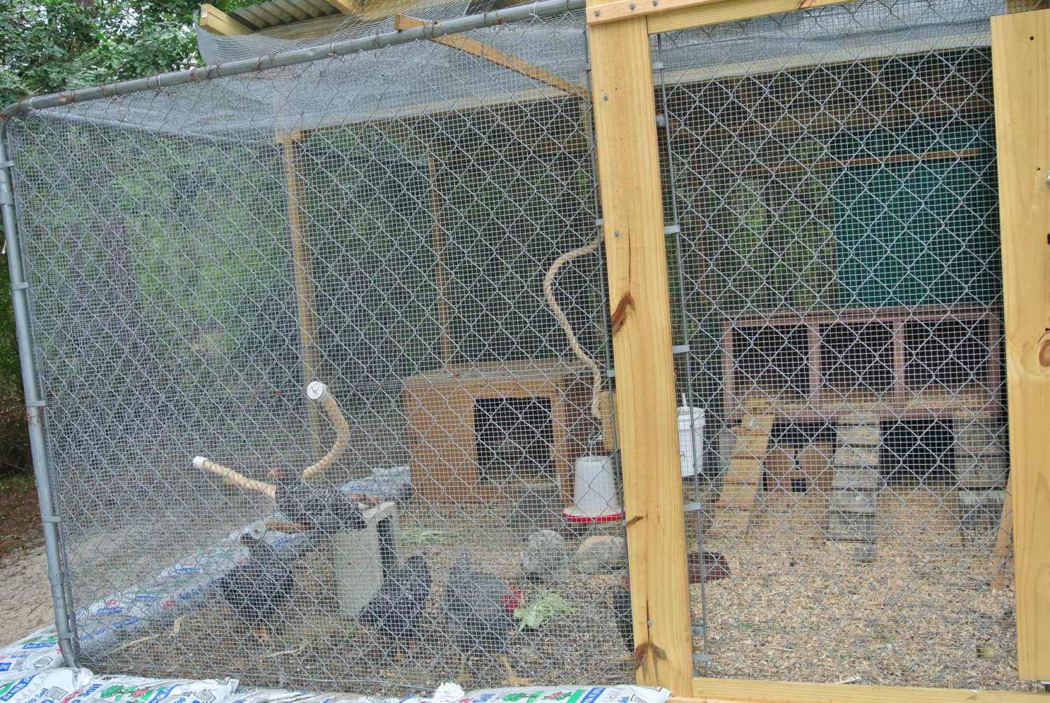 10x10 dog kennel as open coop tips Page 4 BackYard Chickens