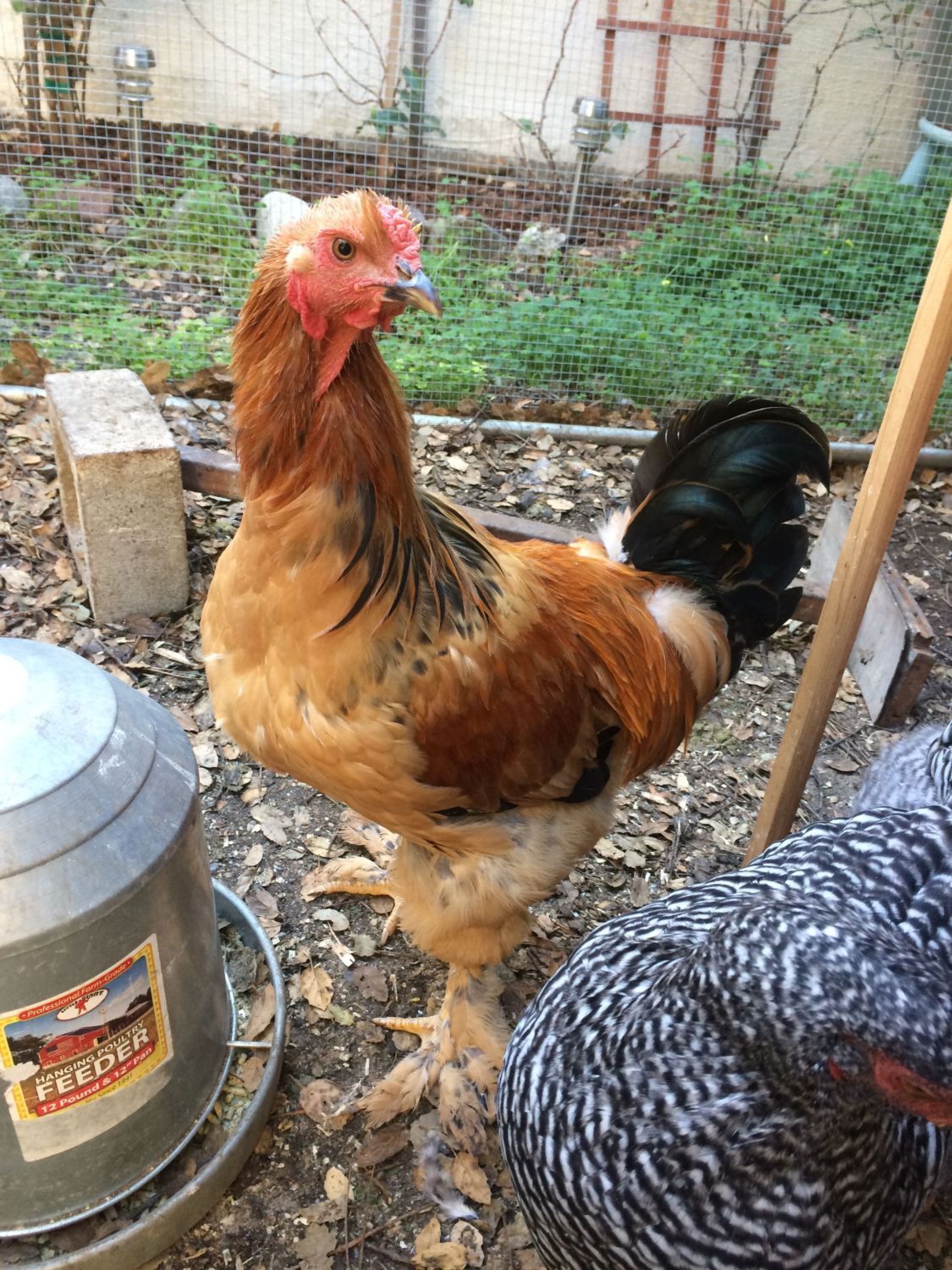 Updated pictures of my Isabel - Brahma Drama Poultry Farm