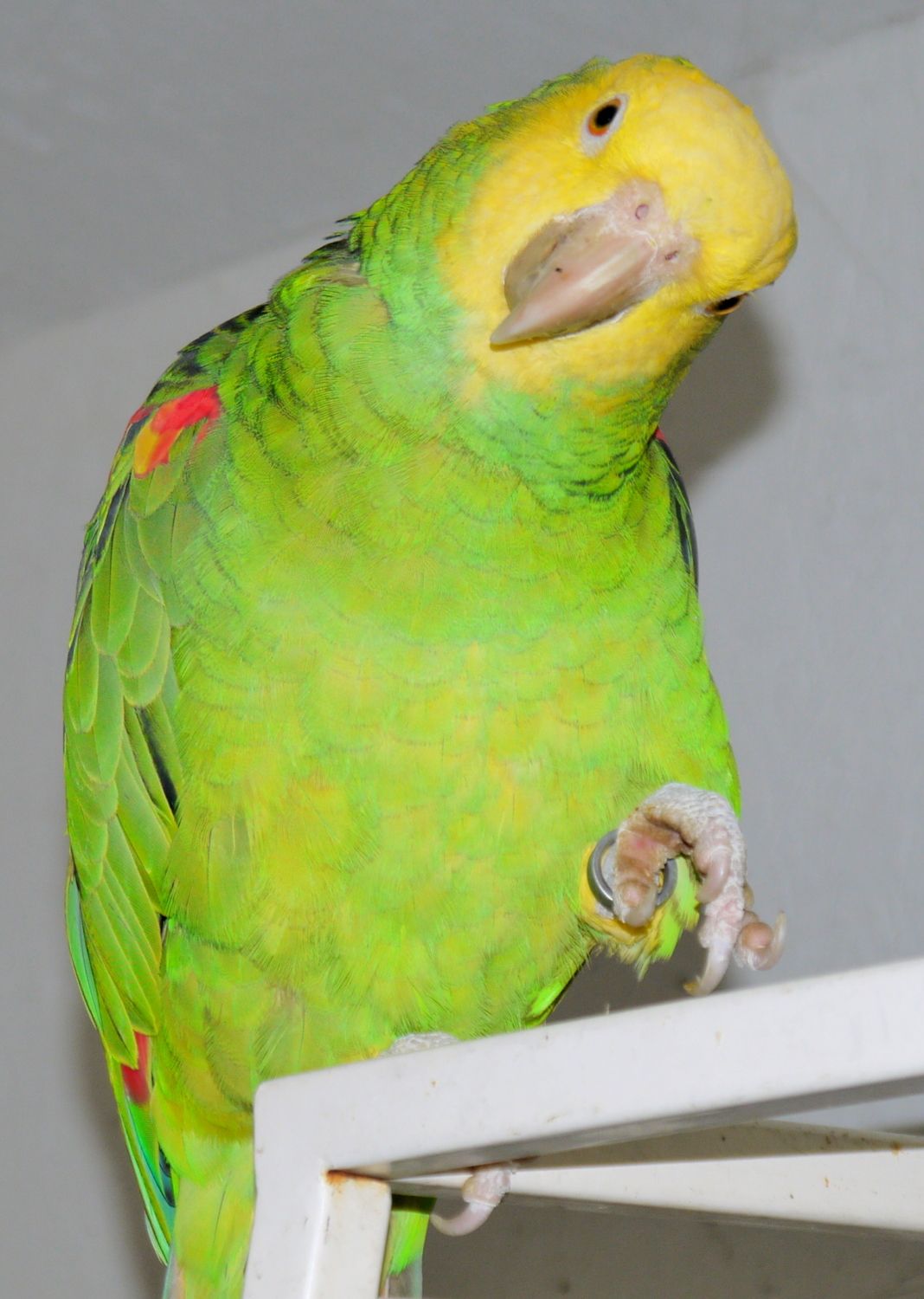 LL