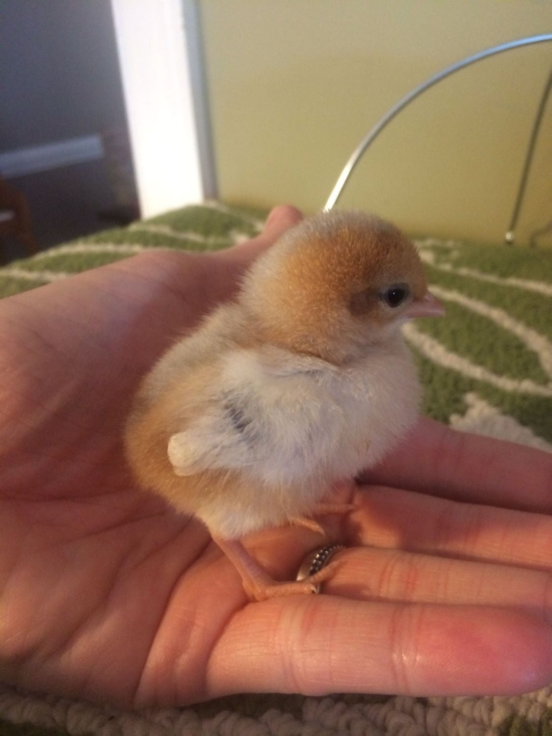 Bantam chicks from tractor supply BackYard Chickens Learn How to Raise Chickens