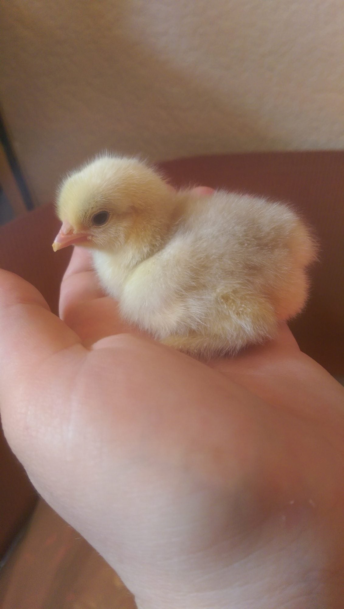 tractor supply bantam bin identification BackYard Chickens Learn How to Raise Chickens