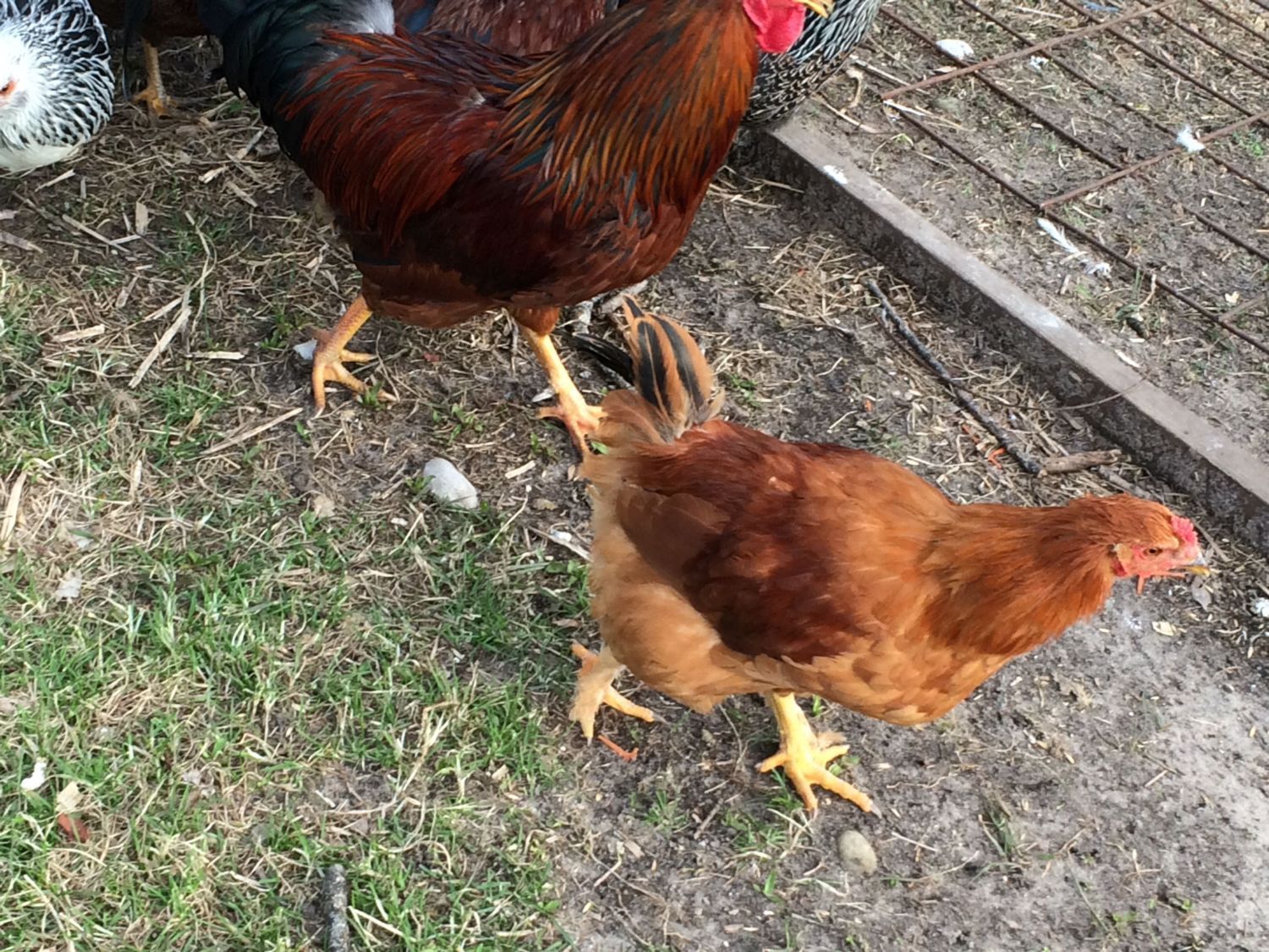 6 month old chicks.. Hen or Roo 