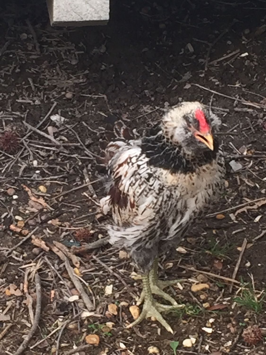 Our supposed tractor supply pullets. BackYard Chickens Learn How to