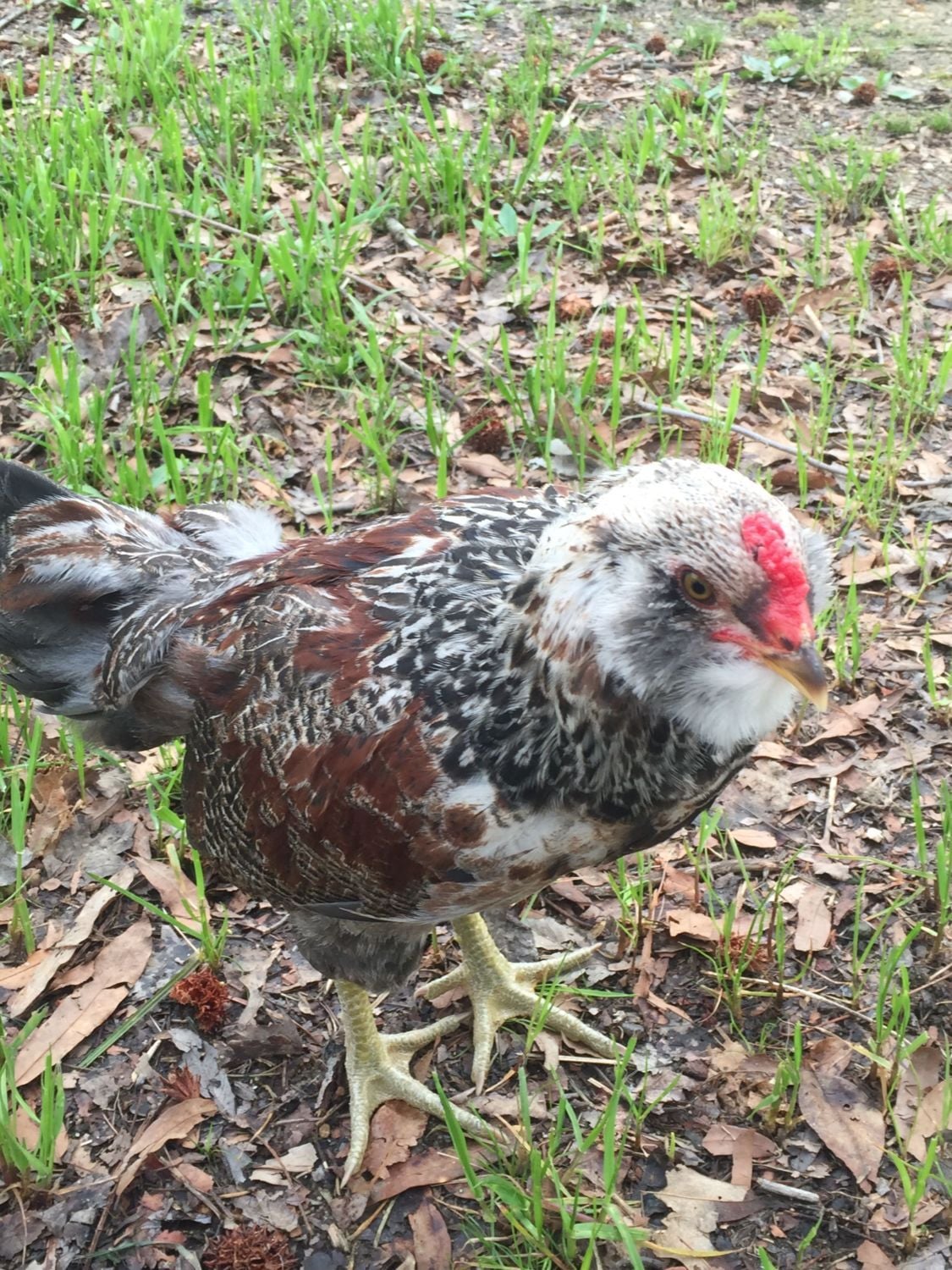 Our supposed tractor supply pullets. BackYard Chickens Learn How to