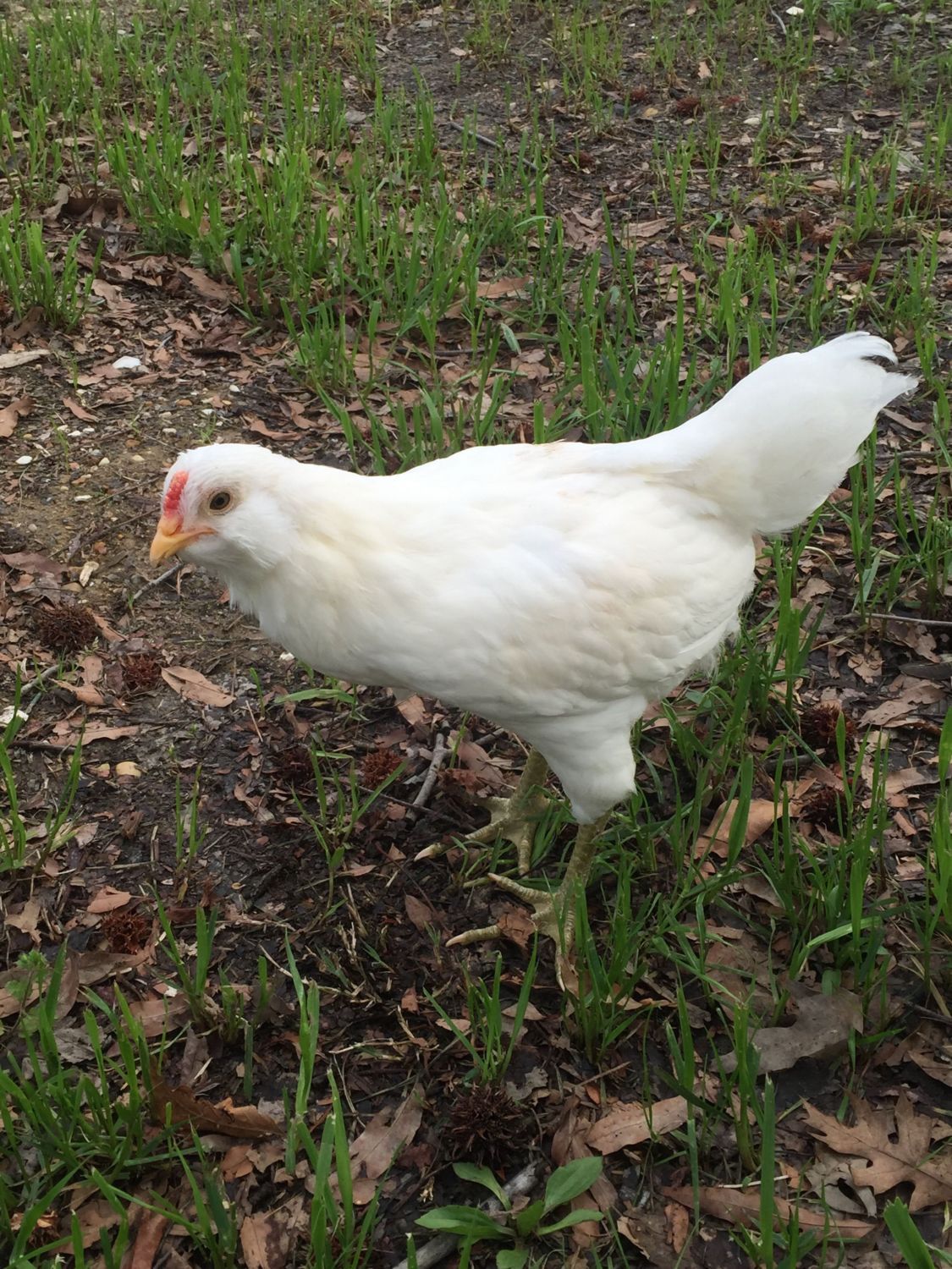 Our supposed tractor supply pullets. BackYard Chickens Learn How to
