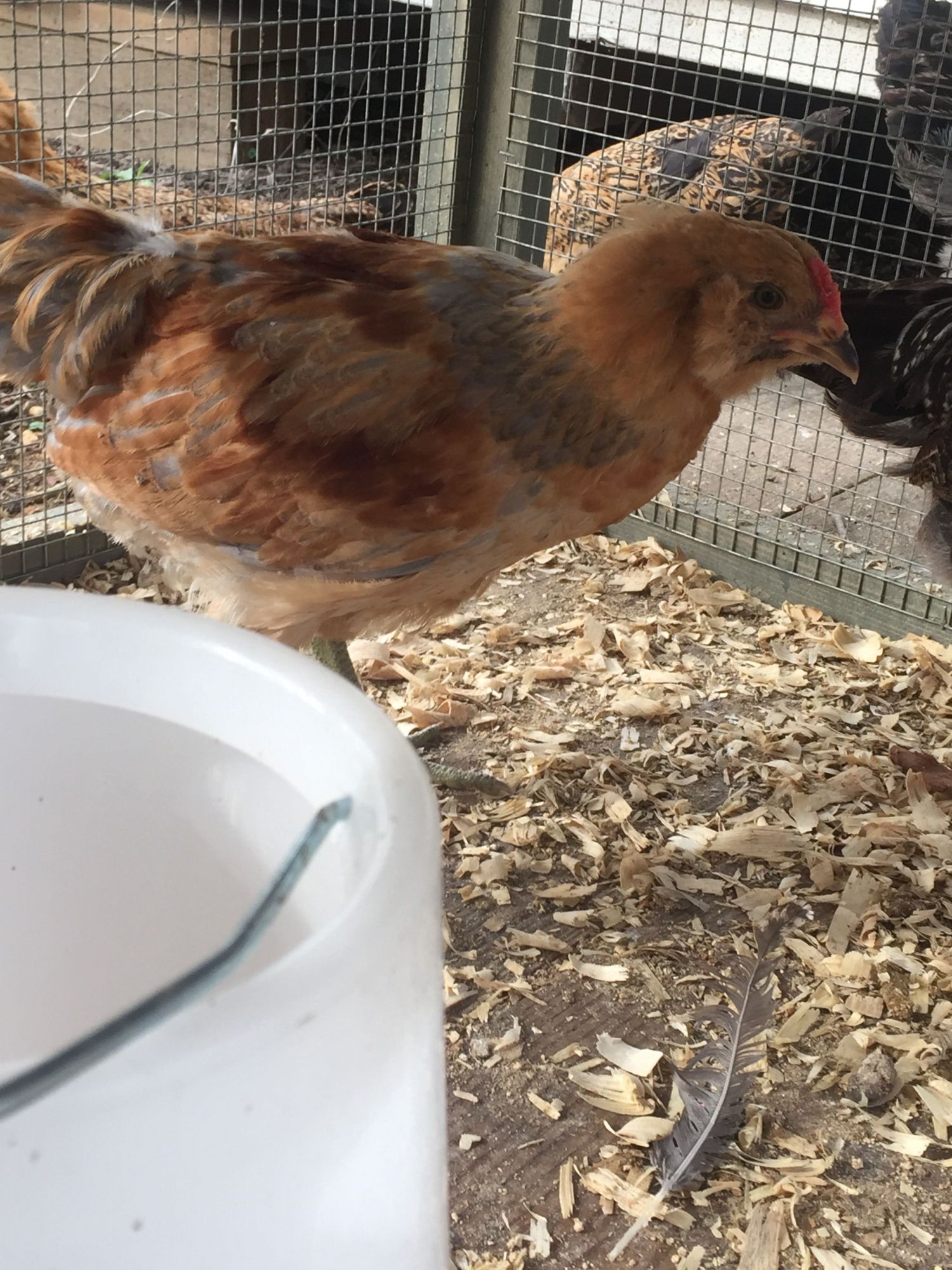 Our supposed tractor supply pullets. BackYard Chickens Learn How to