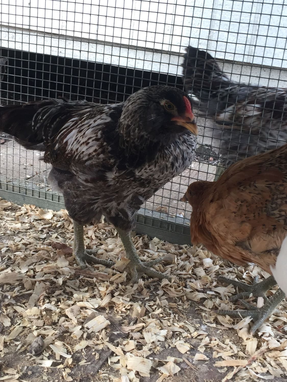 Our supposed tractor supply pullets. BackYard Chickens Learn How to