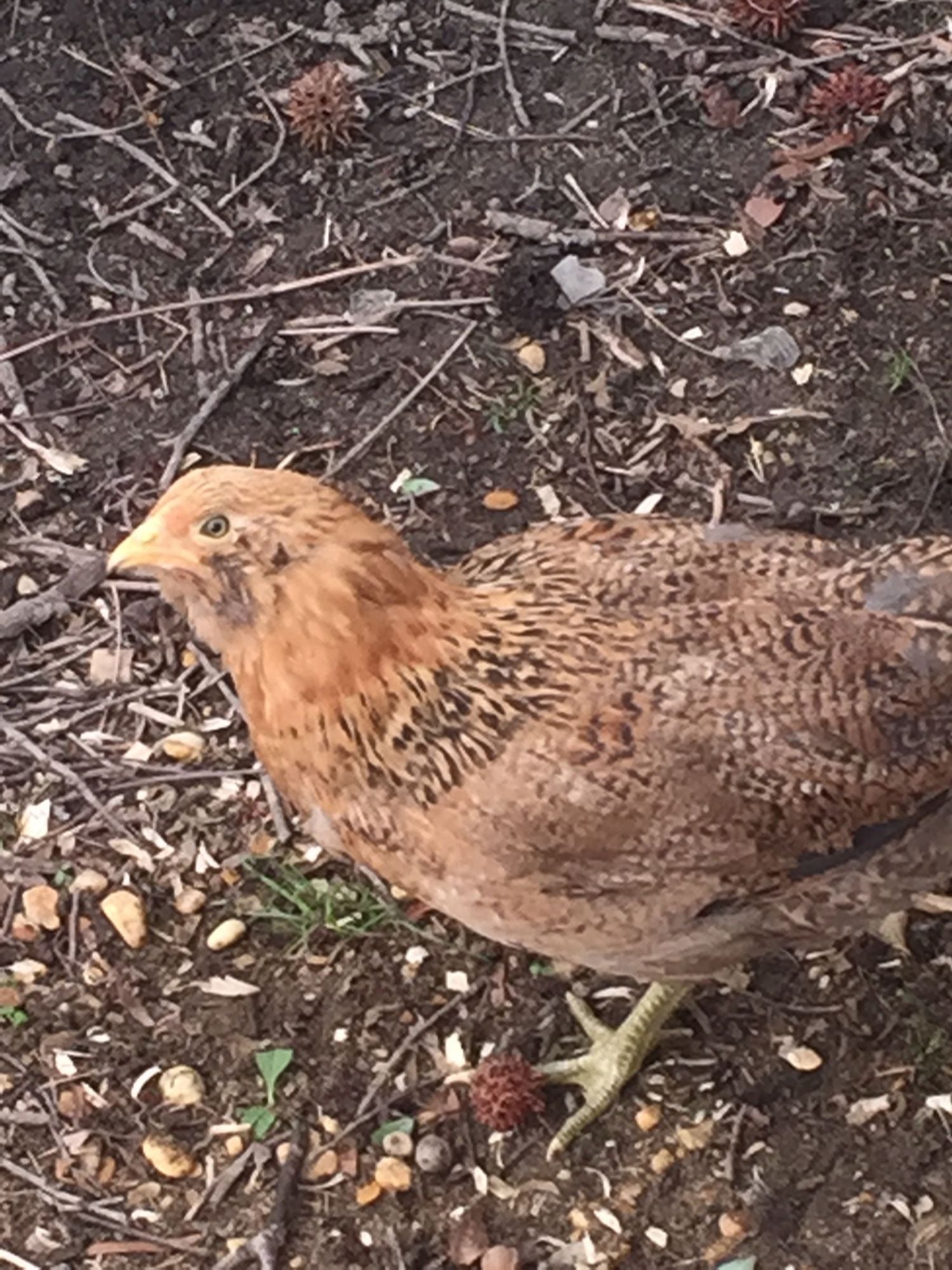 Our supposed tractor supply pullets. BackYard Chickens Learn How to