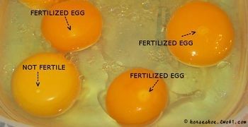 Infertile egg or fertile egg?  BackYard Chickens - Learn How to Raise  Chickens