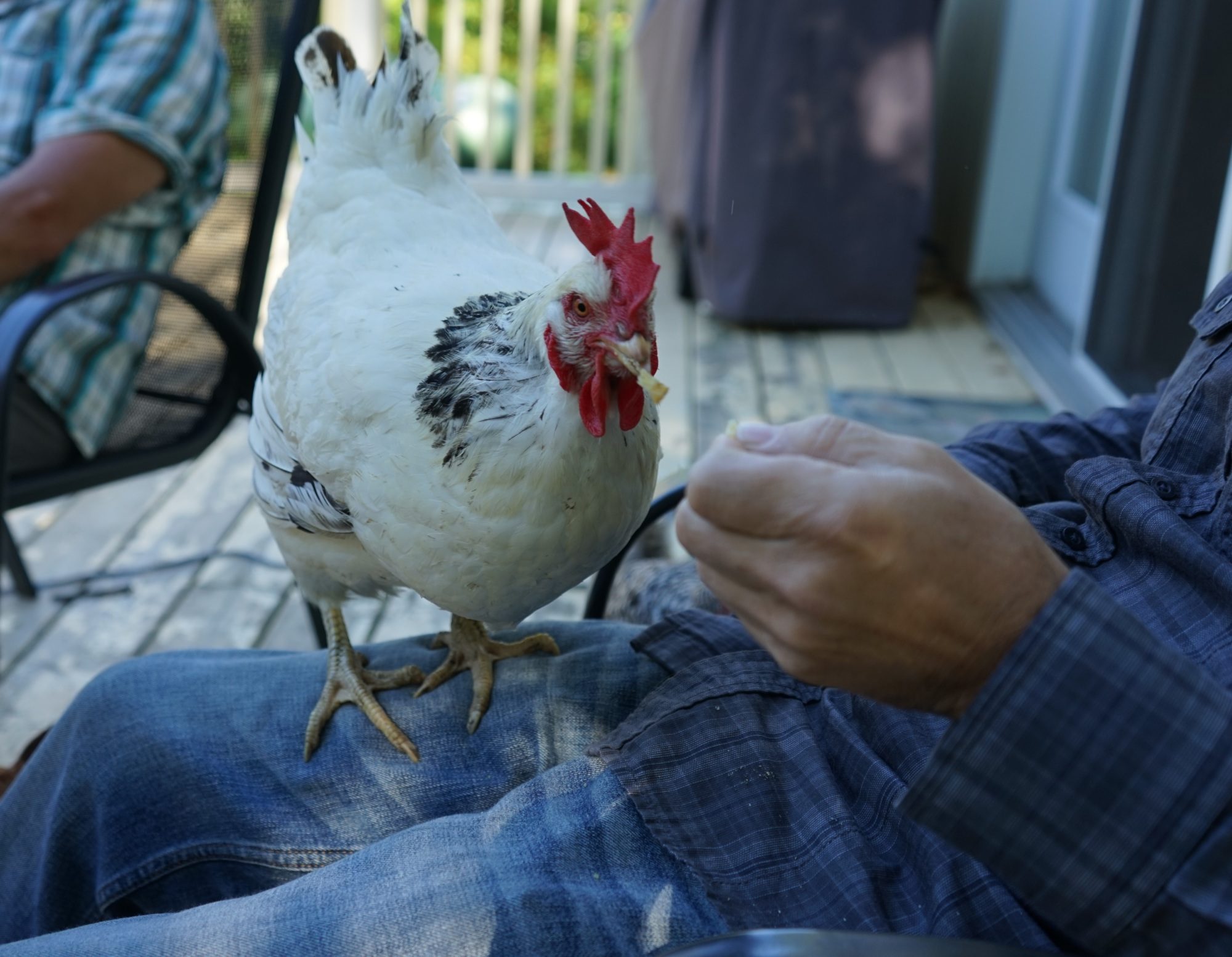 Colombian Rock Reviews Backyard Chickens Learn How To Raise Chickens