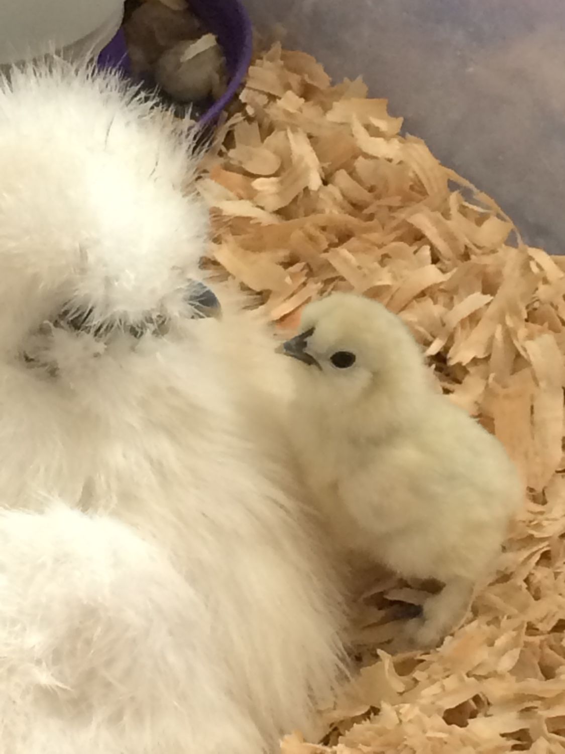 6 Silkie Hatching Eggs Bearded Bantam Assorted Colors Correct Type NPIP 