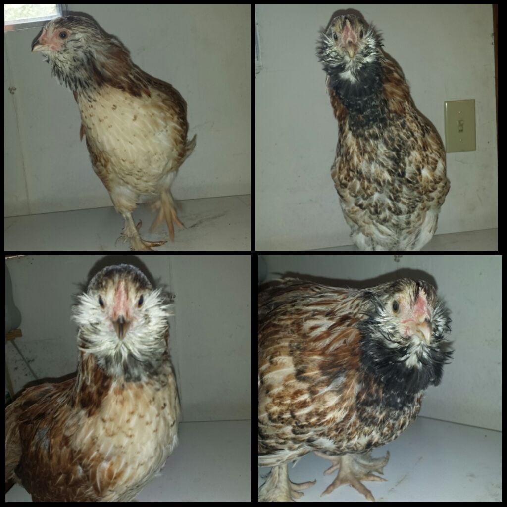 11 week old Salmon Faverolle gender BackYard Chickens Learn How to