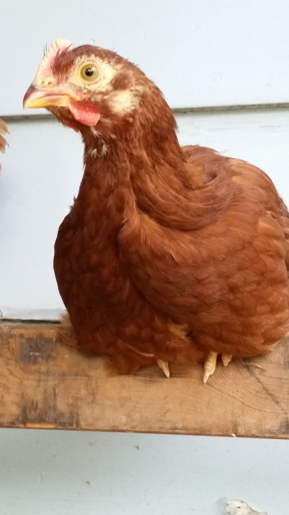 Link to telling sex of Rhode Island Red Rooster and Hens Page 11