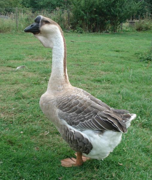 The Process Of Raising Waterfowl Selection Incubation Brooding And Sexing Backyard Chickens