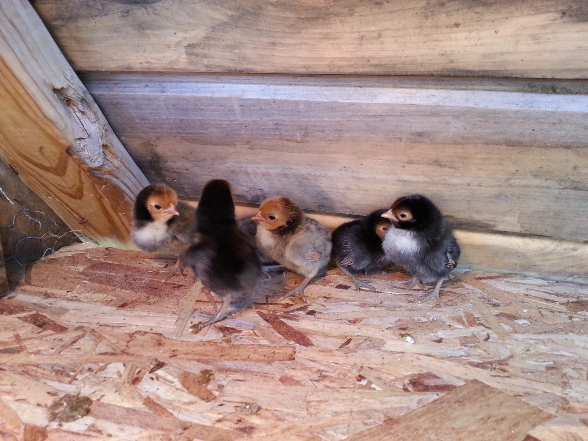 Tractor Supply bantam chicks BackYard Chickens Learn How to Raise Chickens