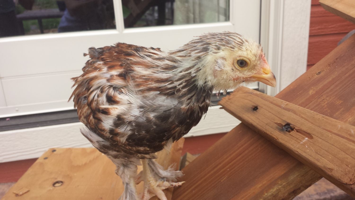 Salmon Faverolle sexing BackYard Chickens Learn How to Raise Chickens