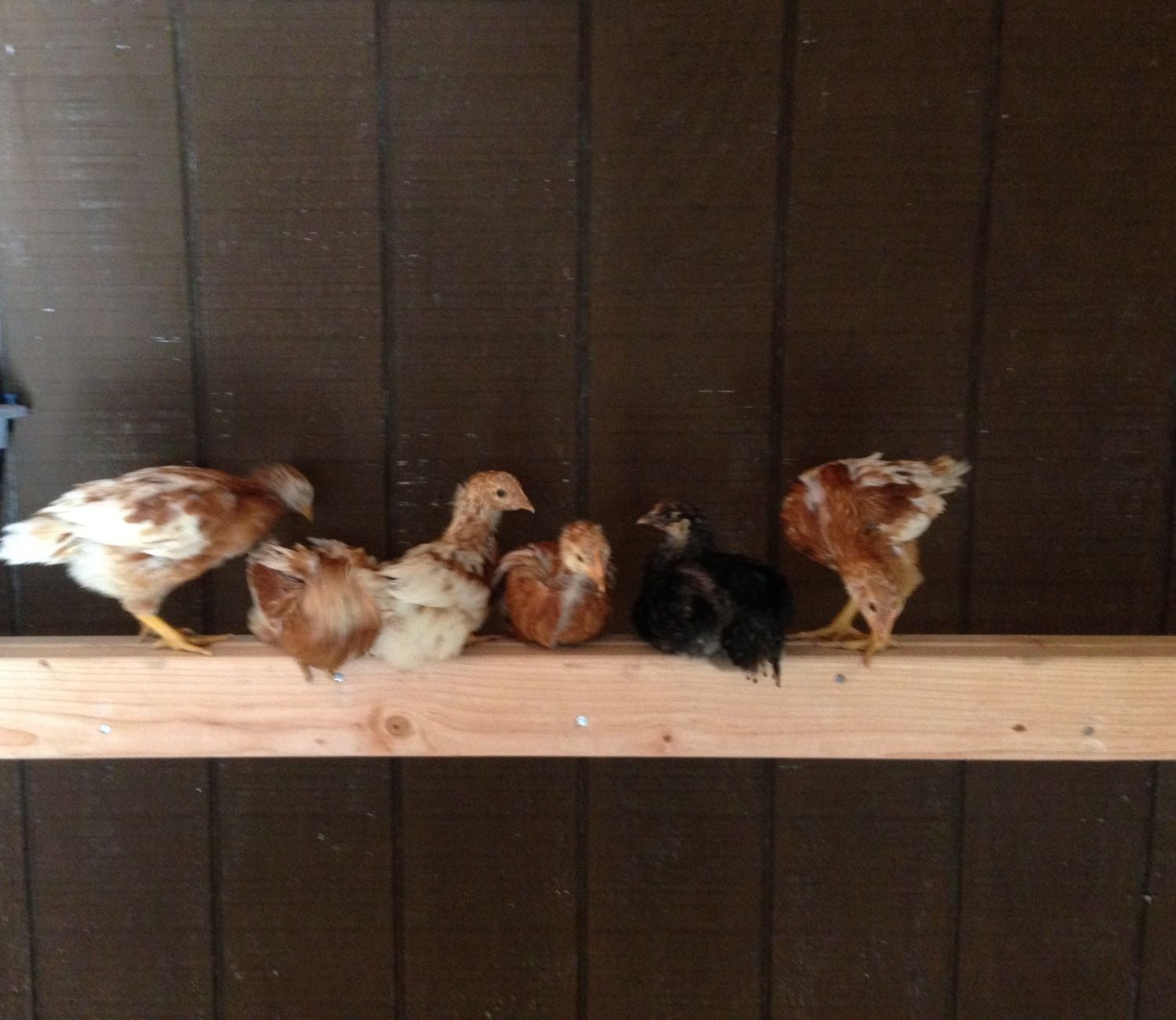 Baby chicks on their new roost BackYard Chickens Learn How to Raise