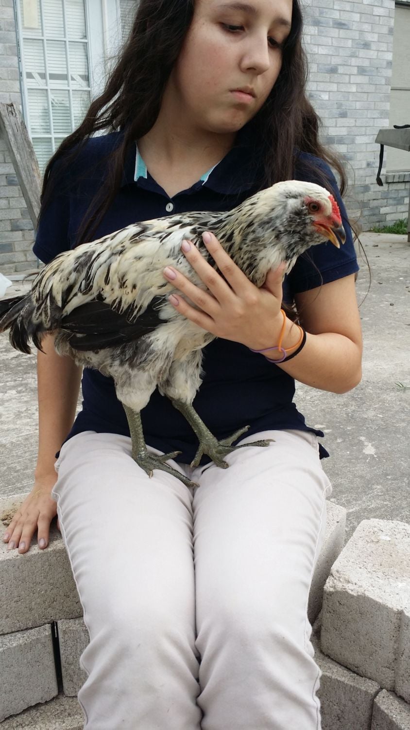 is my chicken a rooster. BackYard Chickens Learn How to Raise Chickens