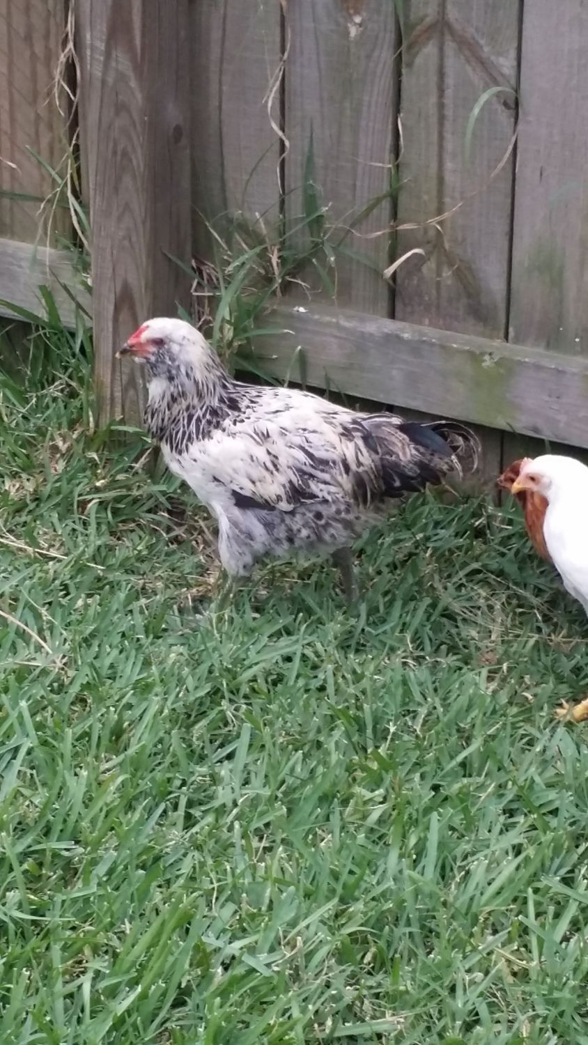 is my chicken a rooster. BackYard Chickens Learn How to Raise Chickens