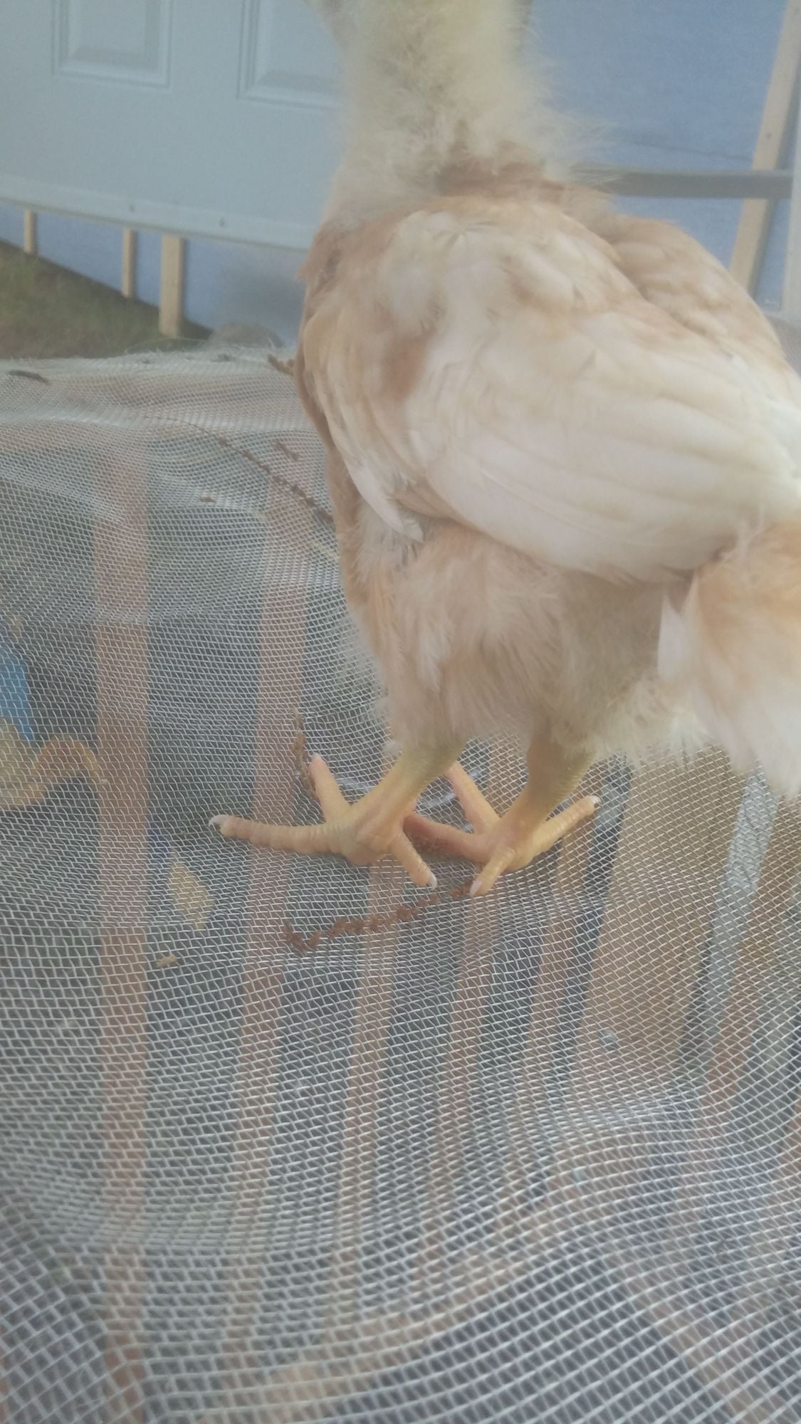 baby chick turning green!!!! help asap!! BackYard Chickens Learn