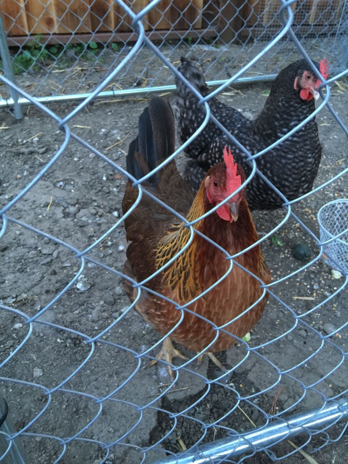 Is my chicken a rooster?? BackYard Chickens Learn How to Raise Chickens