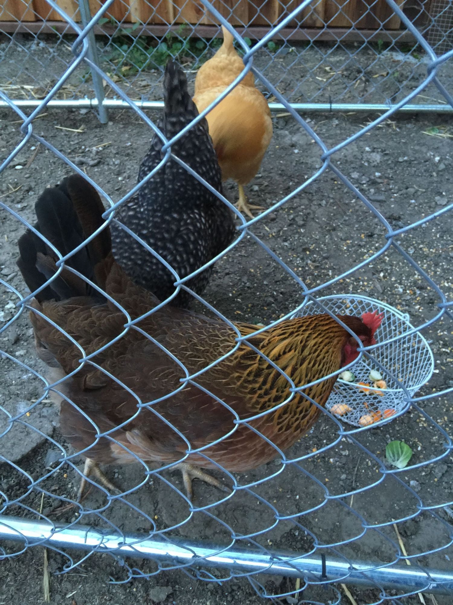 Is my chicken a rooster?? BackYard Chickens Learn How to Raise Chickens