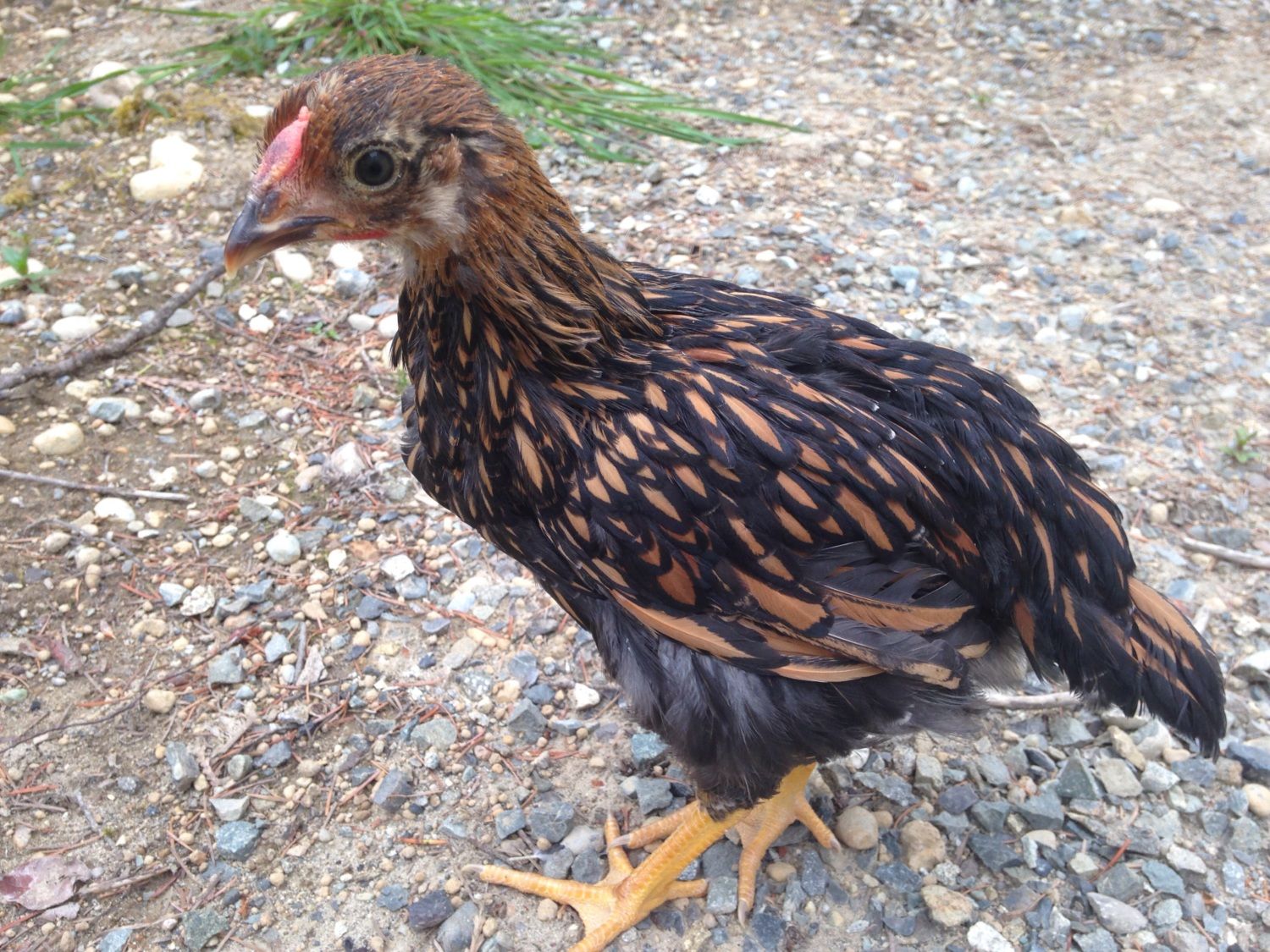 Gold laced wyandottes 7 weeks BackYard Chickens Learn How to Raise Chickens