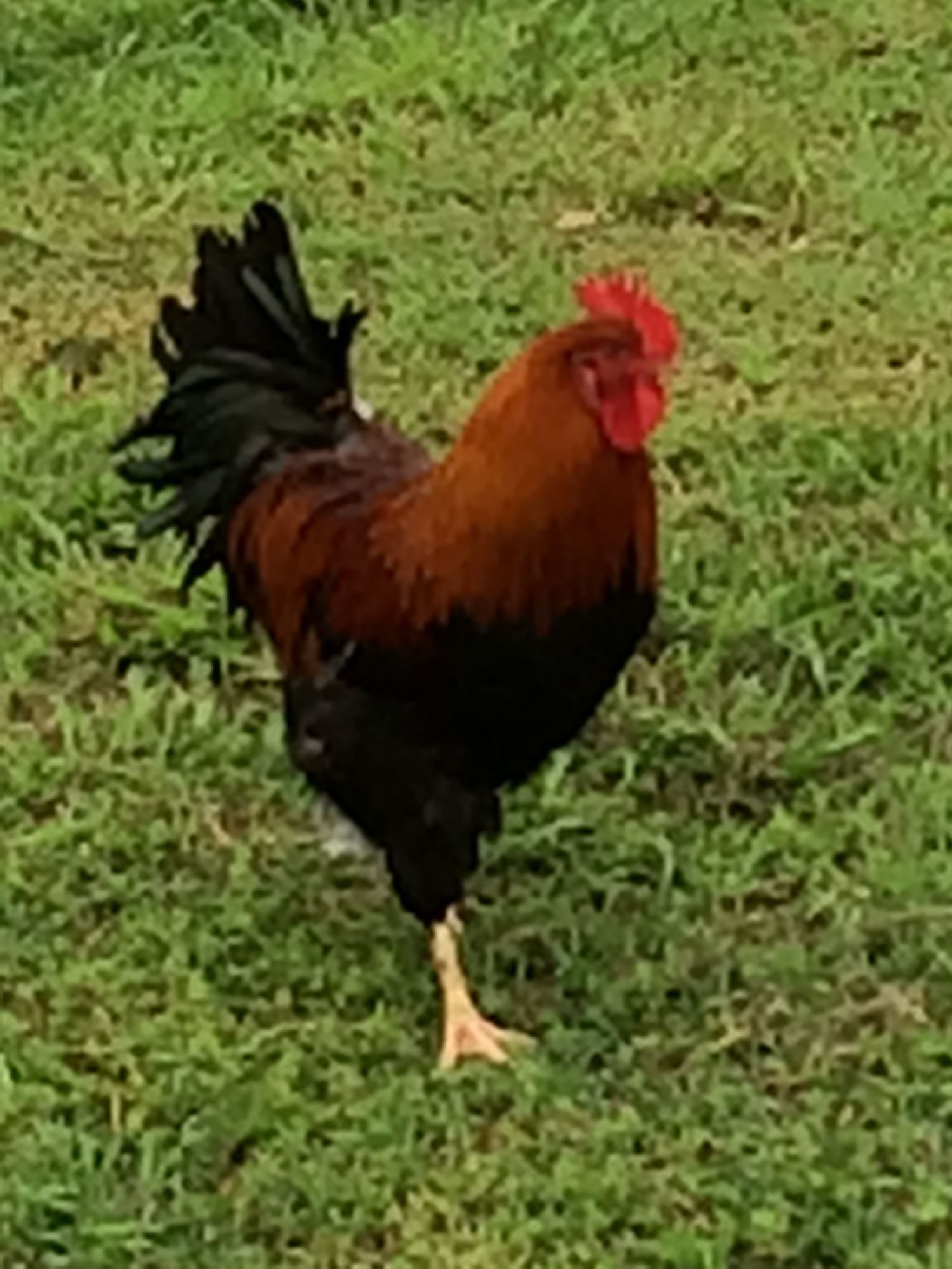 700