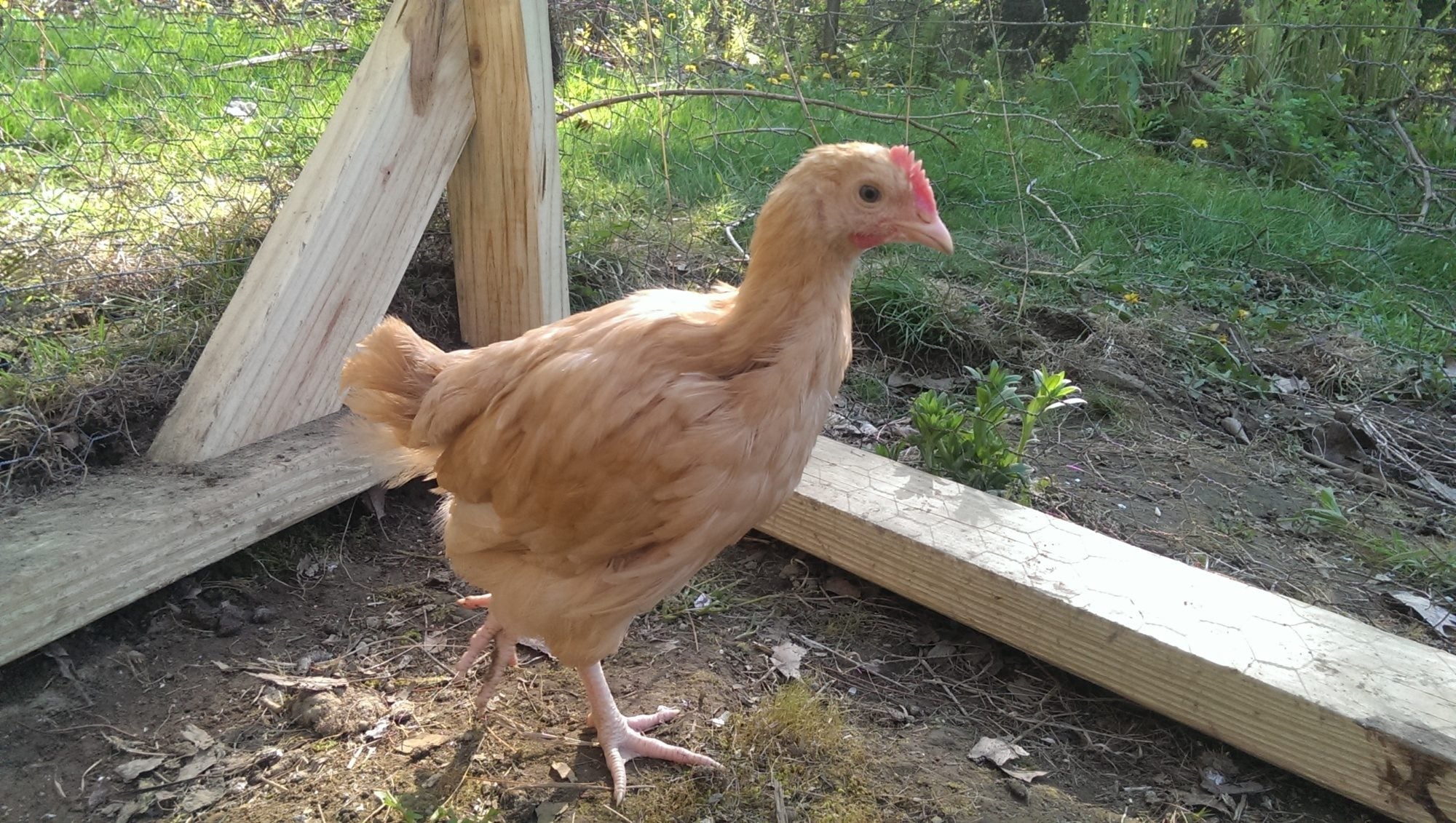 buff orpington, male or female? BackYard Chickens Learn How to
