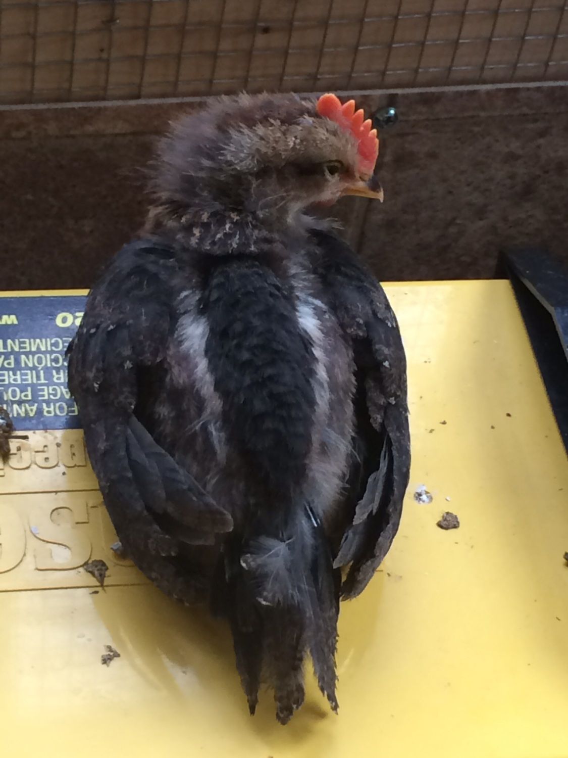 Brown Leghorn or Cream Legbar BackYard Chickens Learn How to Raise