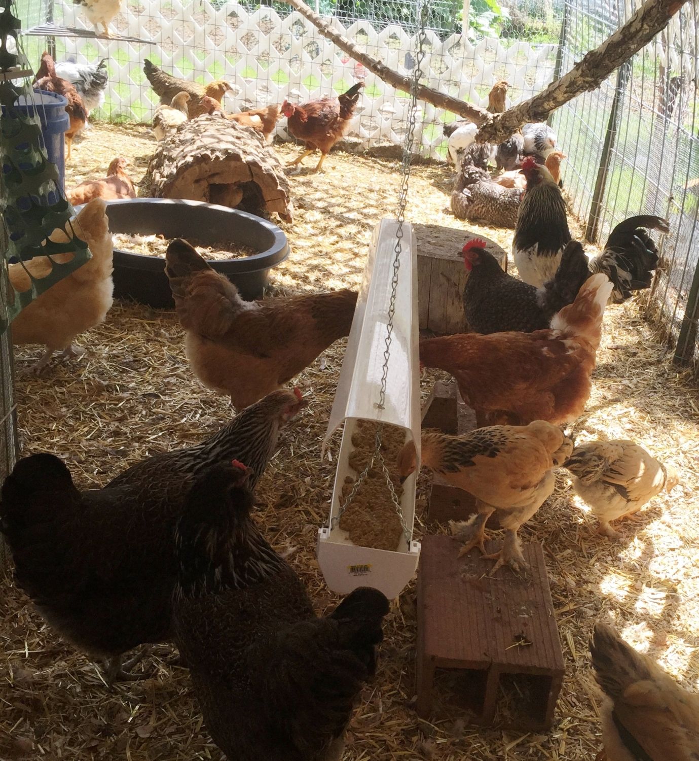 Fuss Free Fermented Feed Feeder  BackYard Chickens - Learn How to Raise  Chickens