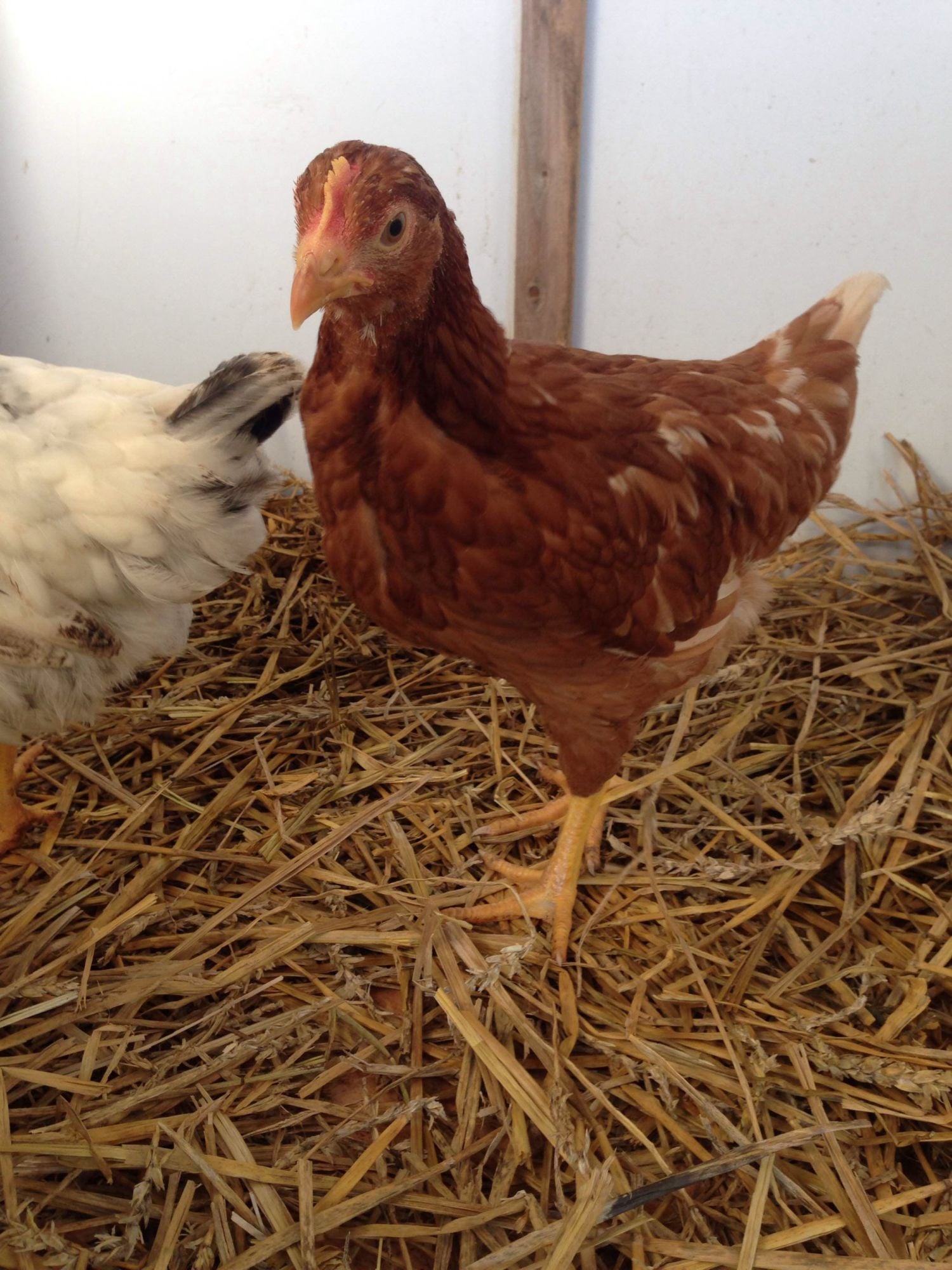 Sexing 8 week old chicks BackYard Chickens Learn How to Raise Chickens