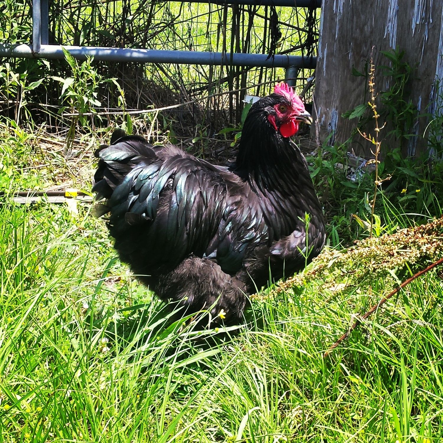 Black Orpingtons Page 4 Backyard Chickens Learn How To Raise Chickens