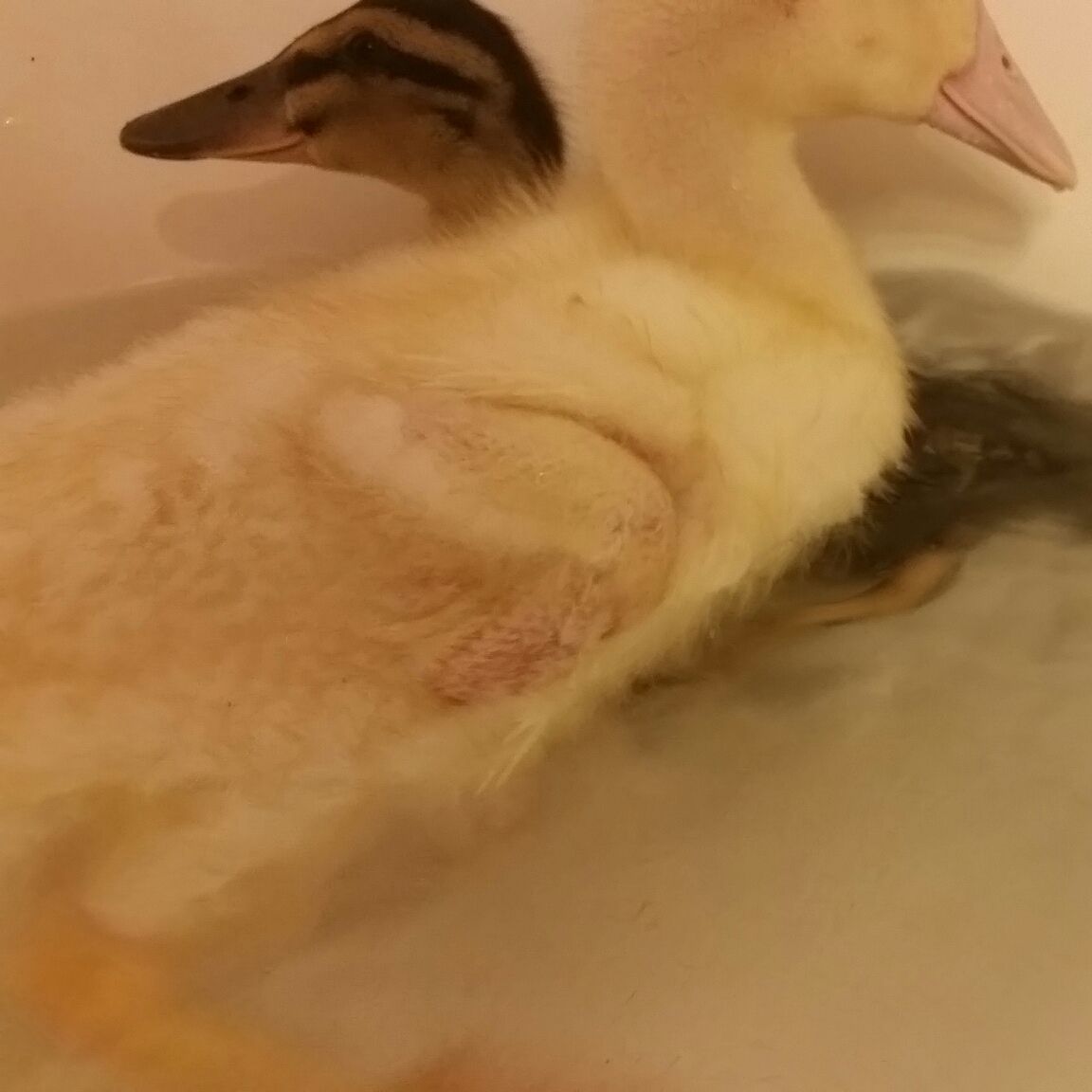 Duckling molting, is it normal to... | BackYard Chickens - Learn How to