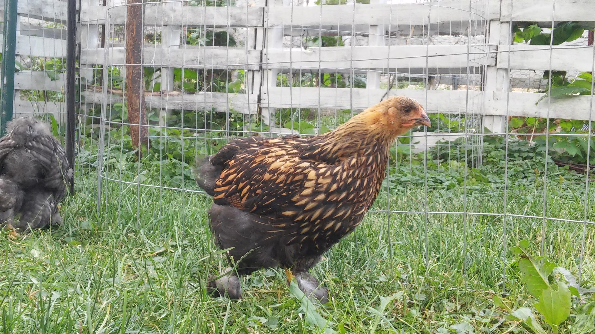 Sexes Of My Gold Laced Cochins Backyard Chickens Learn How To Raise Chickens 