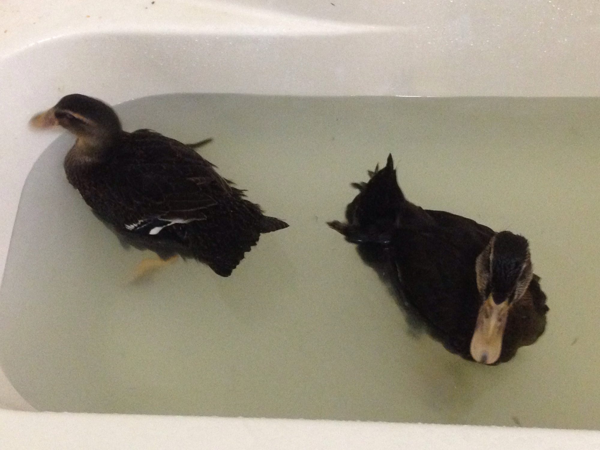 Feeding ducks cracked corn | BackYard Chickens - Learn How to Raise