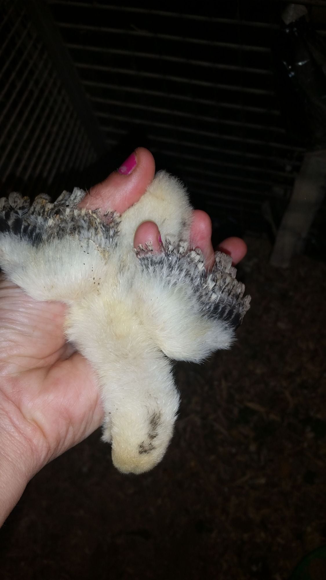 2 week old salmon faverolle sex? BackYard Chickens Learn How to