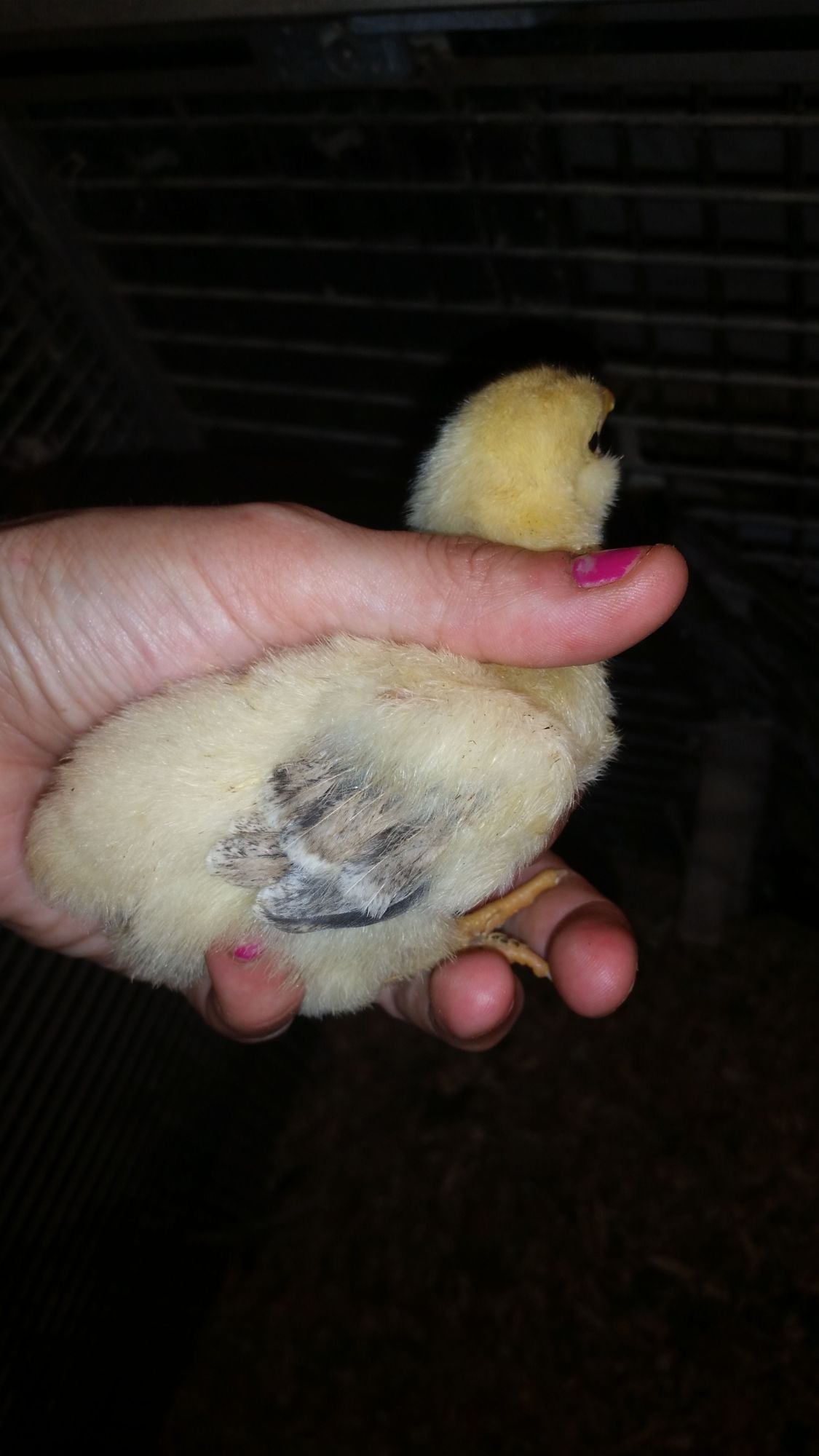 2 week old salmon faverolle sex? BackYard Chickens Learn How to