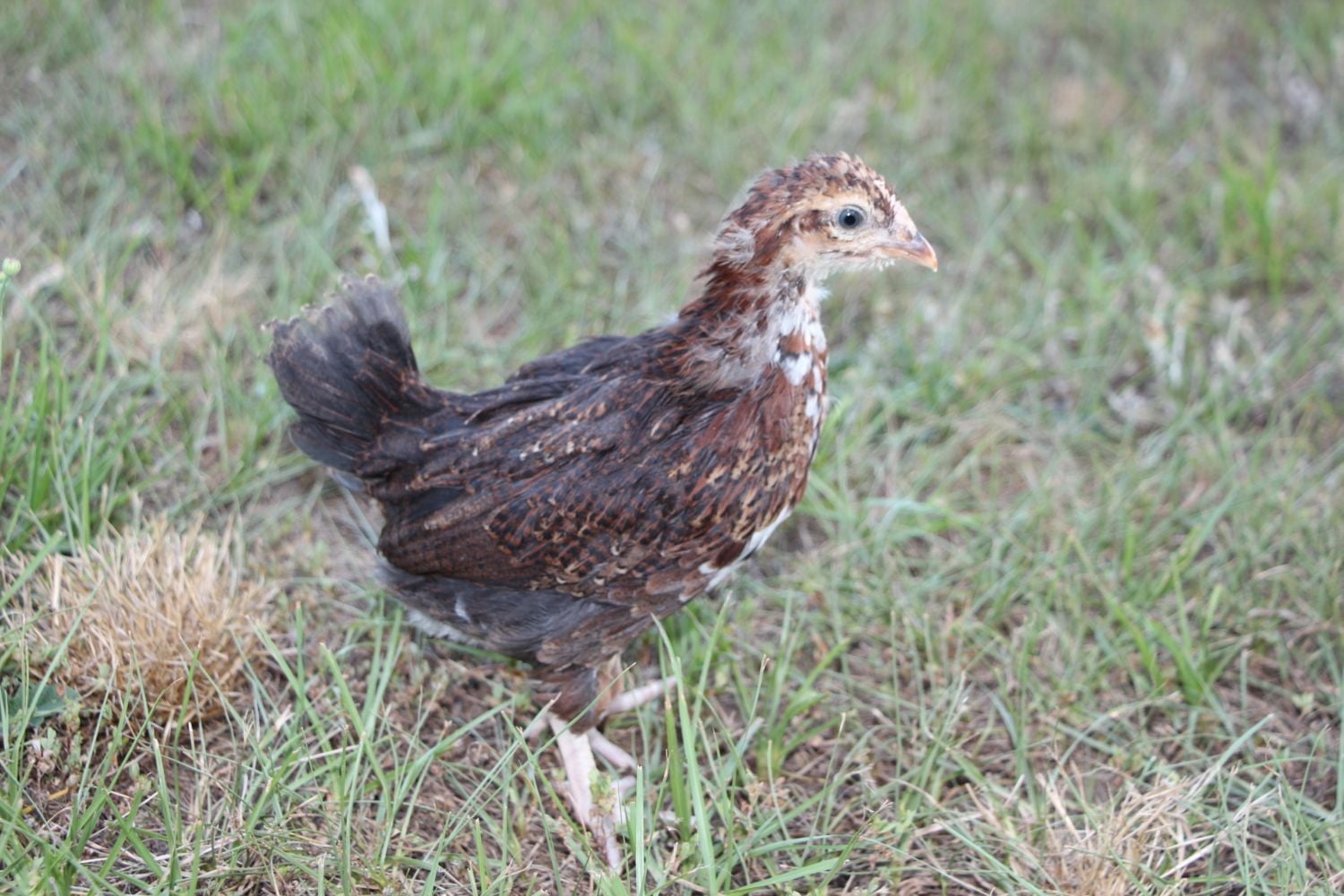 Speckled Sussex: Roo or Pullet | BackYard Chickens - Learn How to Raise