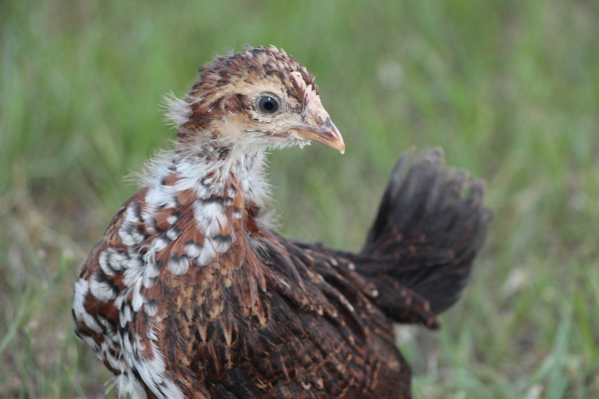 Speckled Sussex: Roo or Pullet | BackYard Chickens - Learn How to Raise