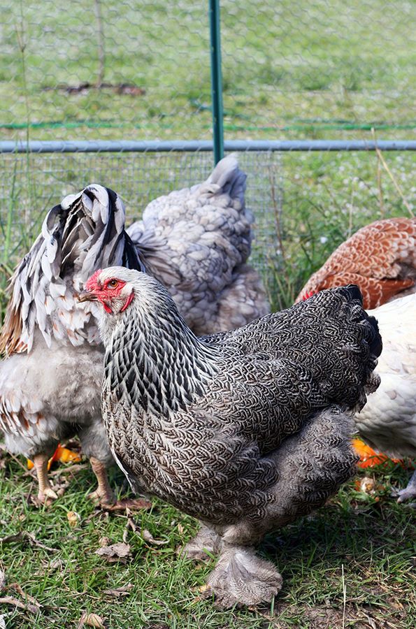 Brahma - Open Poultry Standards Australia