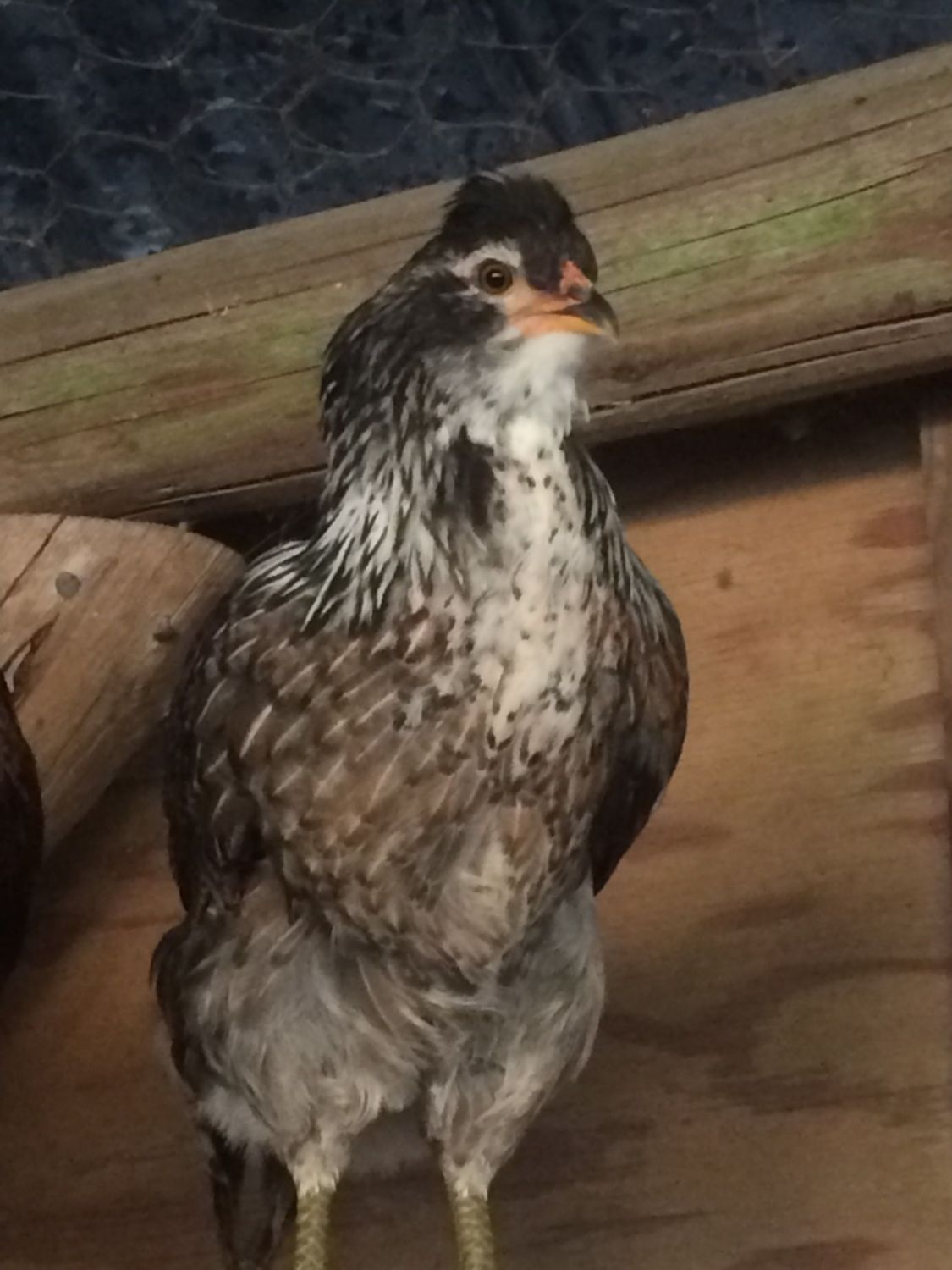 Barnyard Mix pullet. BackYard Chickens Learn How to Raise Chickens