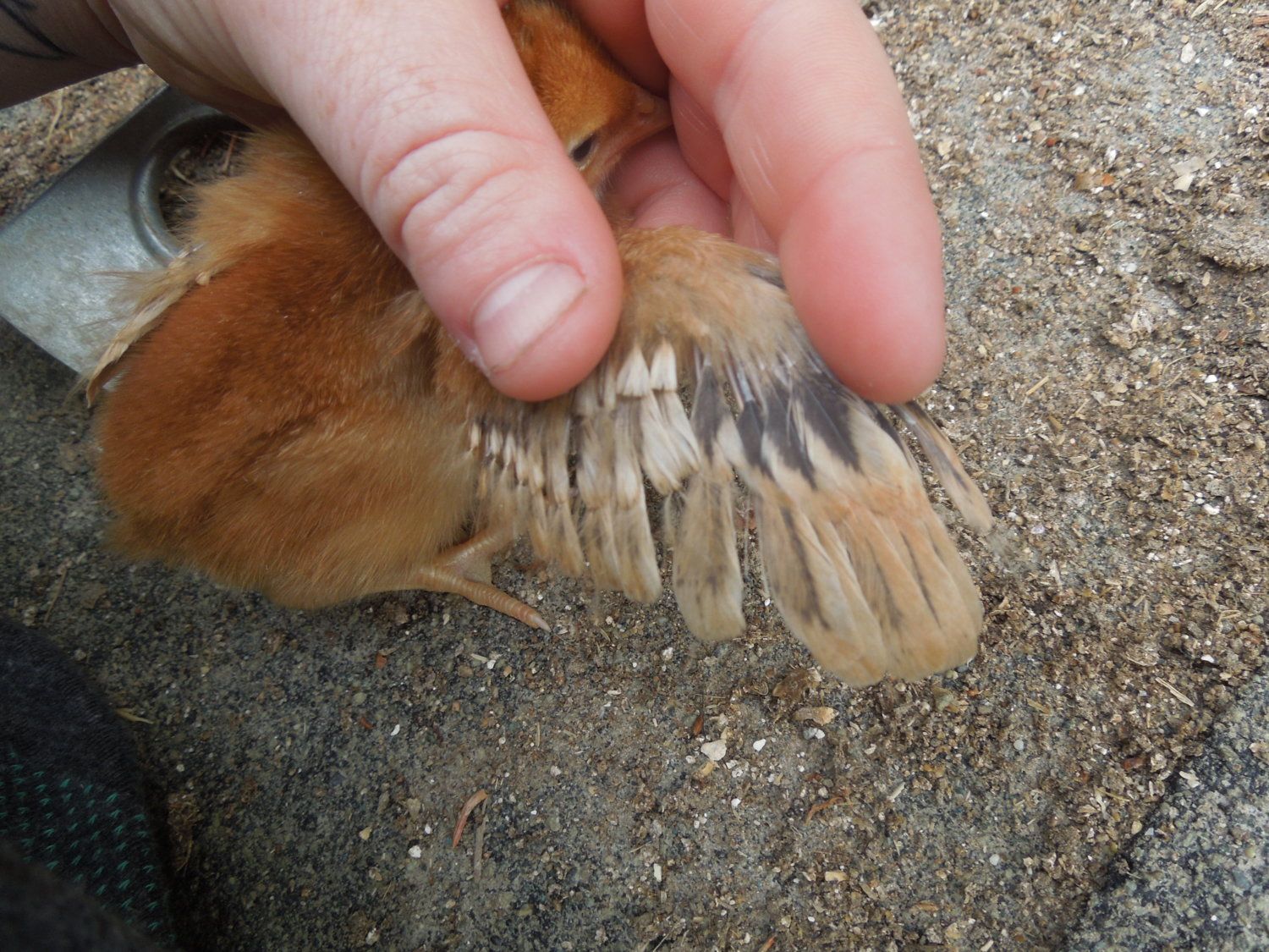 Is anyone good at wing sexing? BackYard Chickens Learn How to Raise