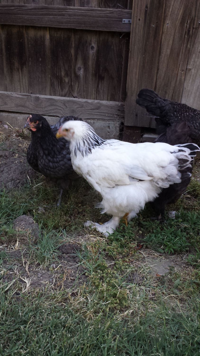 12+ Light Brahma Chicken