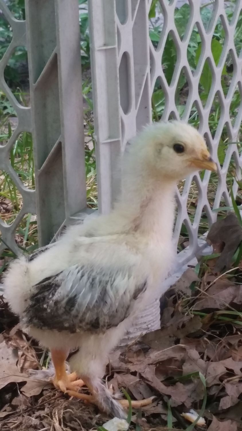 2 week old salmon faverolle sex? BackYard Chickens Learn How to