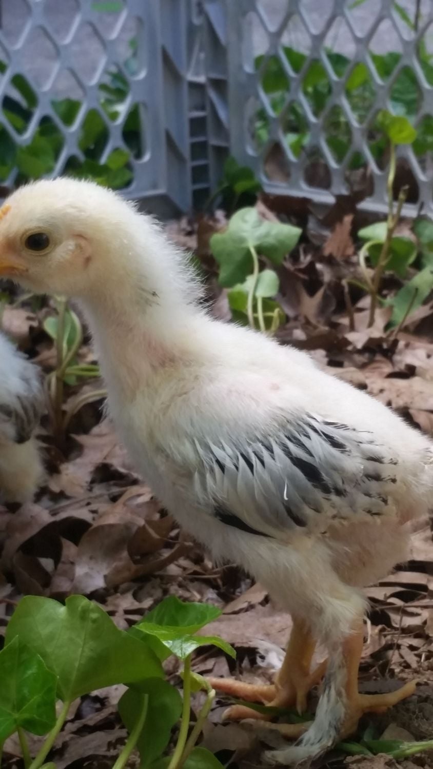 2 week old salmon faverolle sex? BackYard Chickens Learn How to