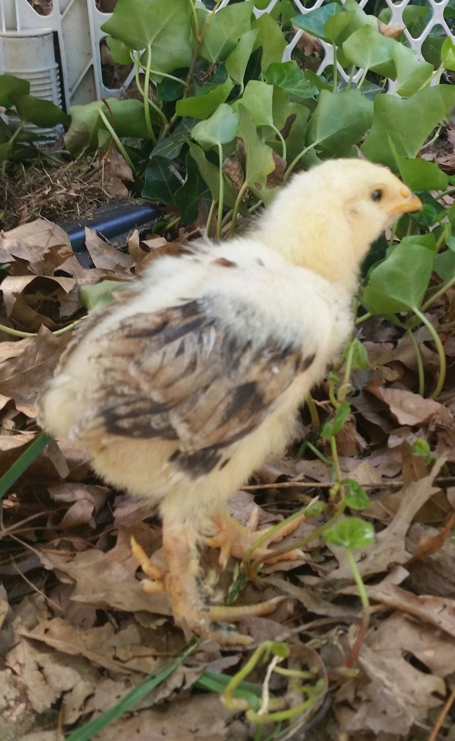 2 week old salmon faverolle sex? BackYard Chickens Learn How to