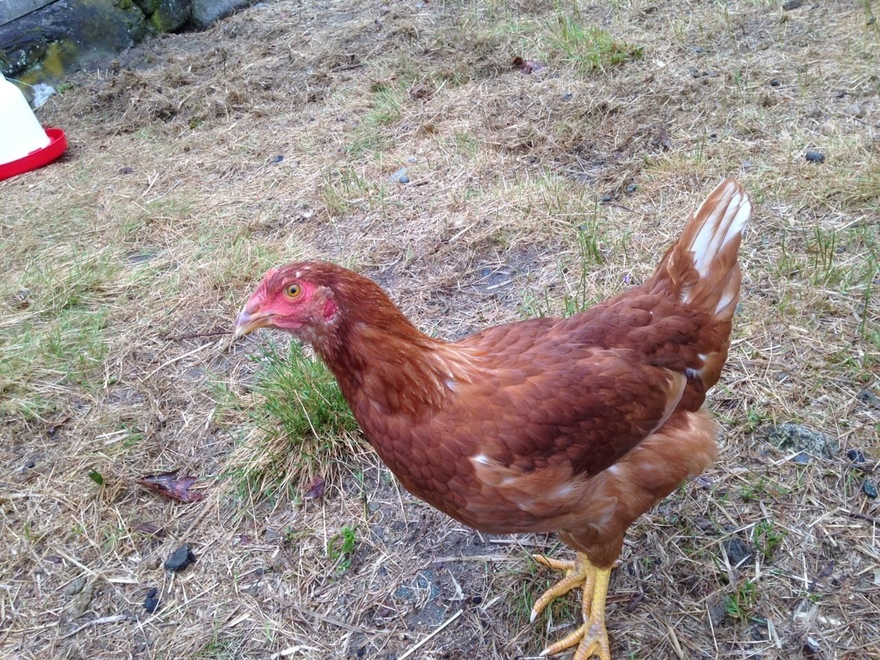 RIR or Red Sex Link? | BackYard Chickens - Learn How to Raise Chickens