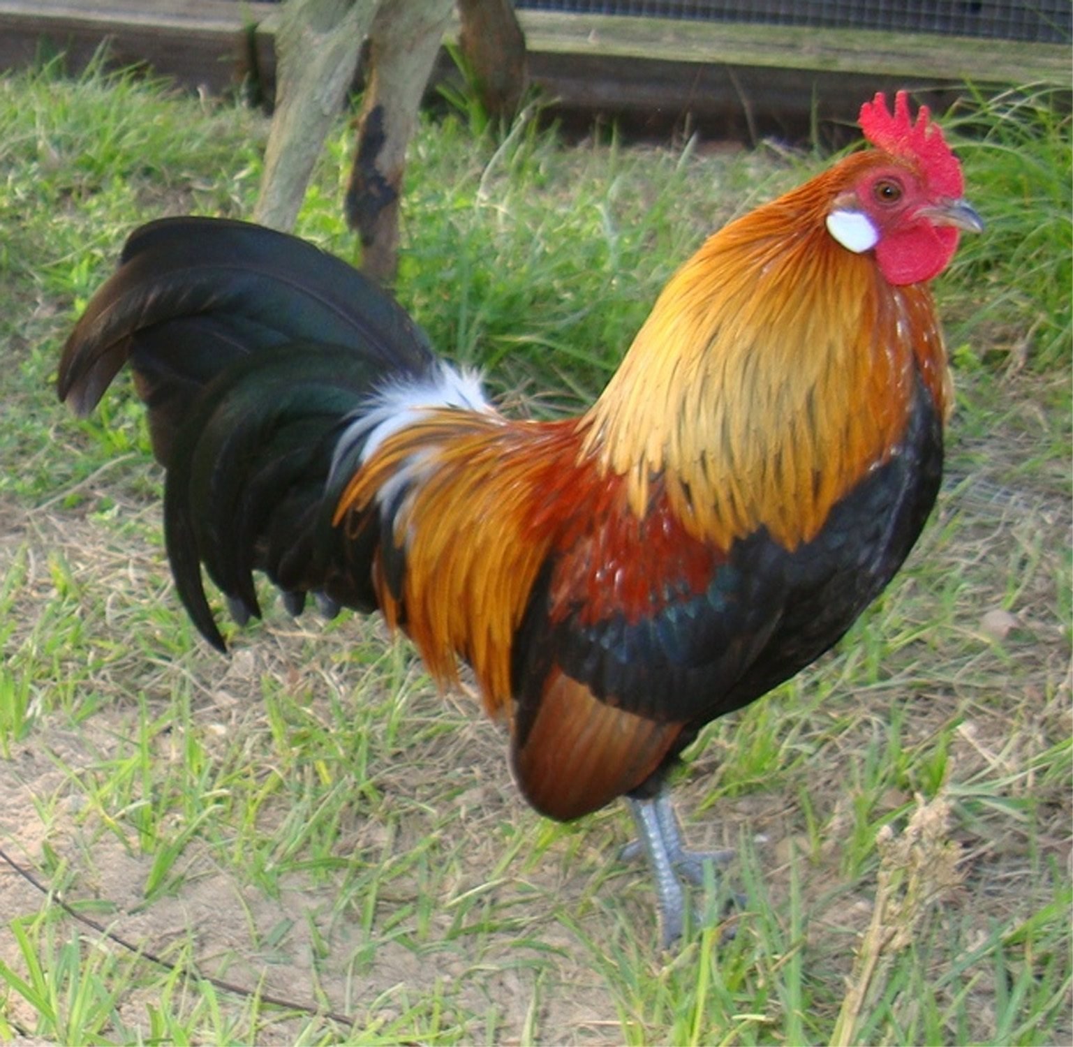 List 100+ Pictures Images Of Bantam Chickens Updated